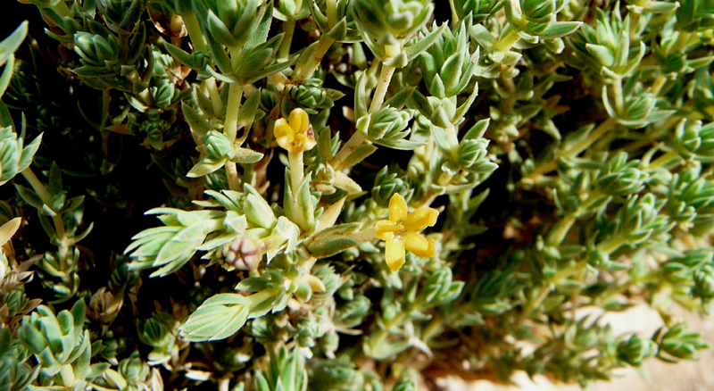 Crucianella rupestris / Crucianella maltese